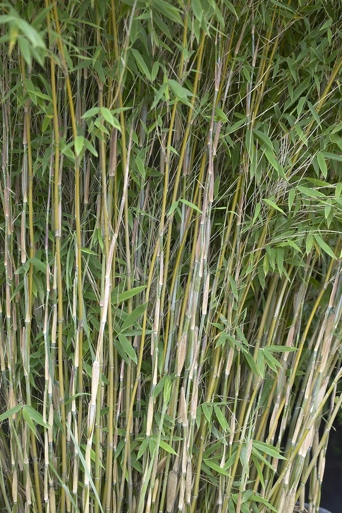 Bamboe (Fargesia Nitida 'Nymphenburg') 3 Bamboe (Fargesia Nitida 'Nymphenburg')