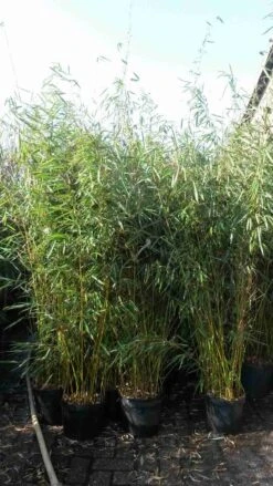 Niet Woekerende Bamboe (Fargesia Robusta) -PlantenPracht Winkel fargesia robusta 1 1