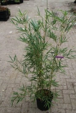 Niet Woekerende Bamboe (Fargesia Robusta) -PlantenPracht Winkel fargesia robusta 1