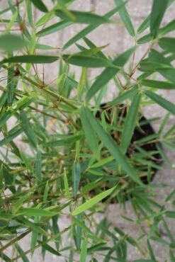 Niet Woekerende Bamboe (Fargesia Robusta) -PlantenPracht Winkel fargesia robusta 2