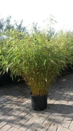 Bamboe (Fargesia Rufa) -PlantenPracht Winkel fargesia rufa 1 1