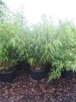 Bamboe (Fargesia Rufa) -PlantenPracht Winkel fargesia rufa 100 125 c25 2