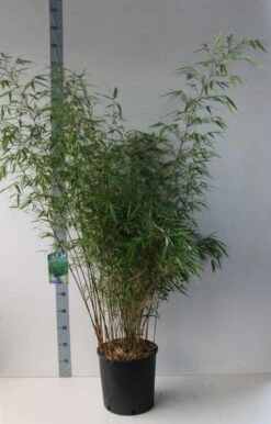 Bamboe (Fargesia Rufa) -PlantenPracht Winkel fargesia rufa 125 150 co. 18l kopie kopie