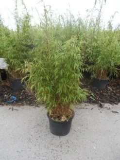 Bamboe (Fargesia Rufa) -PlantenPracht Winkel fargesia rufa 80 100 125 c12 1