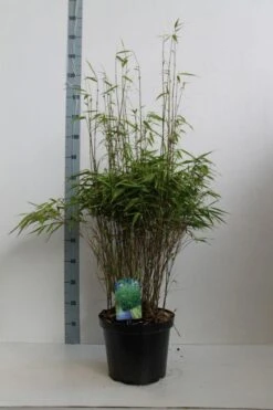 Bamboe (Fargesia Rufa) -PlantenPracht Winkel fargesia rufa 80 100 co. 10l kopie