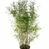 Niet Woekerende Bamboe (Fargesia 'Dino') -PlantenPracht Winkel fargesiadino01