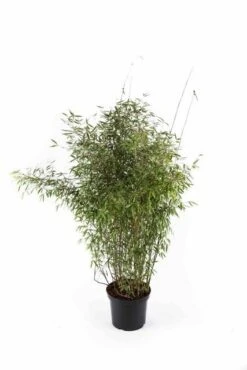 Niet Woekerende Bamboe (Fargesia 'Jiuzhaigou') -PlantenPracht Winkel fargesiajiuzhaigou01