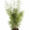 Bamboe (Fargesia Rufa) -PlantenPracht Winkel fargesiarufa01