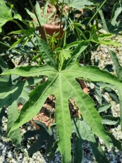 Vingerplant (Fatsia Polycarpa 'Green Fingers') -PlantenPracht Winkel fatisa polycarpa green fingers 2 1
