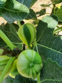 Vijg (Ficus Carica 'Panache') 10 Vijg (Ficus Carica 'Panache') -PlantenPracht Winkel ficus caira panachee 2 3