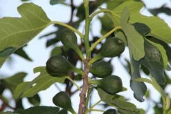 Vijg (Ficus Carica) 14 Vijg (Ficus Carica) -PlantenPracht Winkel ficus carica 2 2