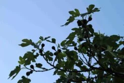 Vijg Op Stam (Ficus Carica) -PlantenPracht Winkel ficus carica 3