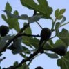 Vijg Op Stam (Ficus Carica) 1 Vijg Op Stam (Ficus Carica) -PlantenPracht Winkel ficus carica 4 1
