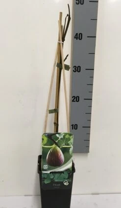 Vijg (Ficus Carica) -PlantenPracht Winkel ficus carica 50 60 c2 1