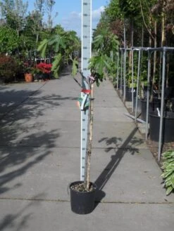 Vijg Op Stam (Ficus Carica) -PlantenPracht Winkel ficus carica halfstam c15