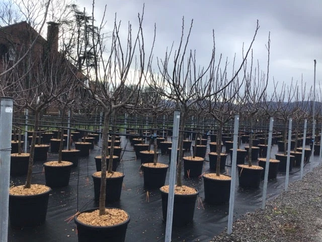 Vijg Als Halfstam (Ficus Carica 'Brogiotto Nero') 3 Vijg Als Halfstam (Ficus Carica 'Brogiotto Nero')