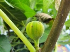 Vijg (Ficus Carica 'Panache') 11 Vijg (Ficus Carica 'Panache') -PlantenPracht Winkel ficuscaricapanache01 2