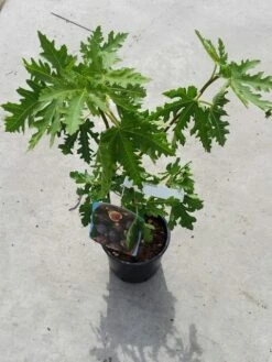 Vijg (Ficus Carica 'Ice Crystal') 7 Vijg (Ficus Carica 'Ice Crystal') -PlantenPracht Winkel ficusicecrystal03 1