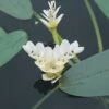 Kaapse Waterlelie (Aponogeton Distachyos) -PlantenPracht Winkel fm 879332 1