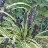 Leliegras (Liriope Muscari 'Variegata') -PlantenPracht Winkel fm 937611 2