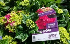 Hortensia Rood (Hydrangea 'Forever&Ever') -PlantenPracht Winkel foreverandever red01b