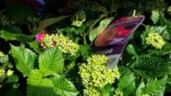 Hortensia Rood (Hydrangea 'Forever&Ever') -PlantenPracht Winkel foreverandever red02