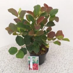 Flessenborstelstruik (Fothergilla Major) -PlantenPracht Winkel fothergilla major