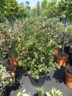 Flessenborstelstruik (Fothergilla Major) -PlantenPracht Winkel fothergilla major 100 125 cont
