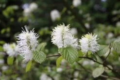 Flessenborstelstruik (Fothergilla Major) -PlantenPracht Winkel fothergilla major 1