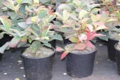 Flessenborstelstruik (Fothergilla Major) -PlantenPracht Winkel fothergilla major 1 1