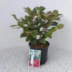 Flessenborstelstruik (Fothergilla Major) -PlantenPracht Winkel fothergilla major 1 2