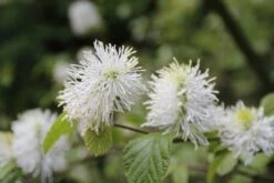Flessenborstelstruik (Fothergilla Major) -PlantenPracht Winkel fothergilla major 2