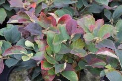 Flessenborstelstruik (Fothergilla Major) -PlantenPracht Winkel fothergilla major 2 1