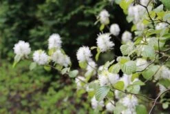 Flessenborstelstruik (Fothergilla Major) -PlantenPracht Winkel fothergilla major 3