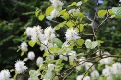 Flessenborstelstruik (Fothergilla Major) -PlantenPracht Winkel fothergilla major 4