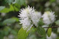 Flessenborstelstruik (Fothergilla Major) -PlantenPracht Winkel fothergilla major 5