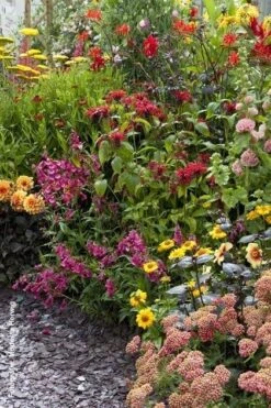 Borderpakket Bonte Border