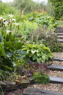 Borderpakket Natte Border