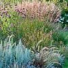 Borderpakket Siergras -PlantenPracht Winkel foto siergrassenborder