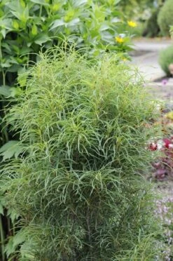 Smalbladige Vuilboom (Frangula Alnus 'Fine Line') -PlantenPracht Winkel frangula alnus fine line