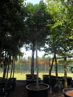 Pluim Es (Fraxinus Ornus 'Meczek') -PlantenPracht Winkel fraxinus ornus meczek 25 30ho c350 1