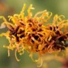 Toverhazelaar (Hamamelis Intermedia 'Orange Beauty') -PlantenPracht Winkel gaar00220 1