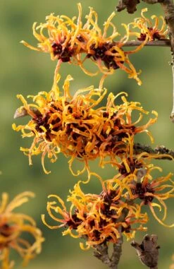 Toverhazelaar (Hamamelis Intermedia 'Orange Beauty') -PlantenPracht Winkel gaar00221 1