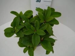 Rhododendron (Rhododendron 'Germania') 26 Rhododendron (Rhododendron 'Germania') -PlantenPracht Winkel germania c2 boven