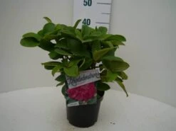 Rhododendron (Rhododendron 'Germania') 24 Rhododendron (Rhododendron 'Germania') -PlantenPracht Winkel germania c2 voor 1