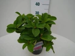 Rhododendron (Rhododendron 'Germania') 25 Rhododendron (Rhododendron 'Germania') -PlantenPracht Winkel germania c2 zij