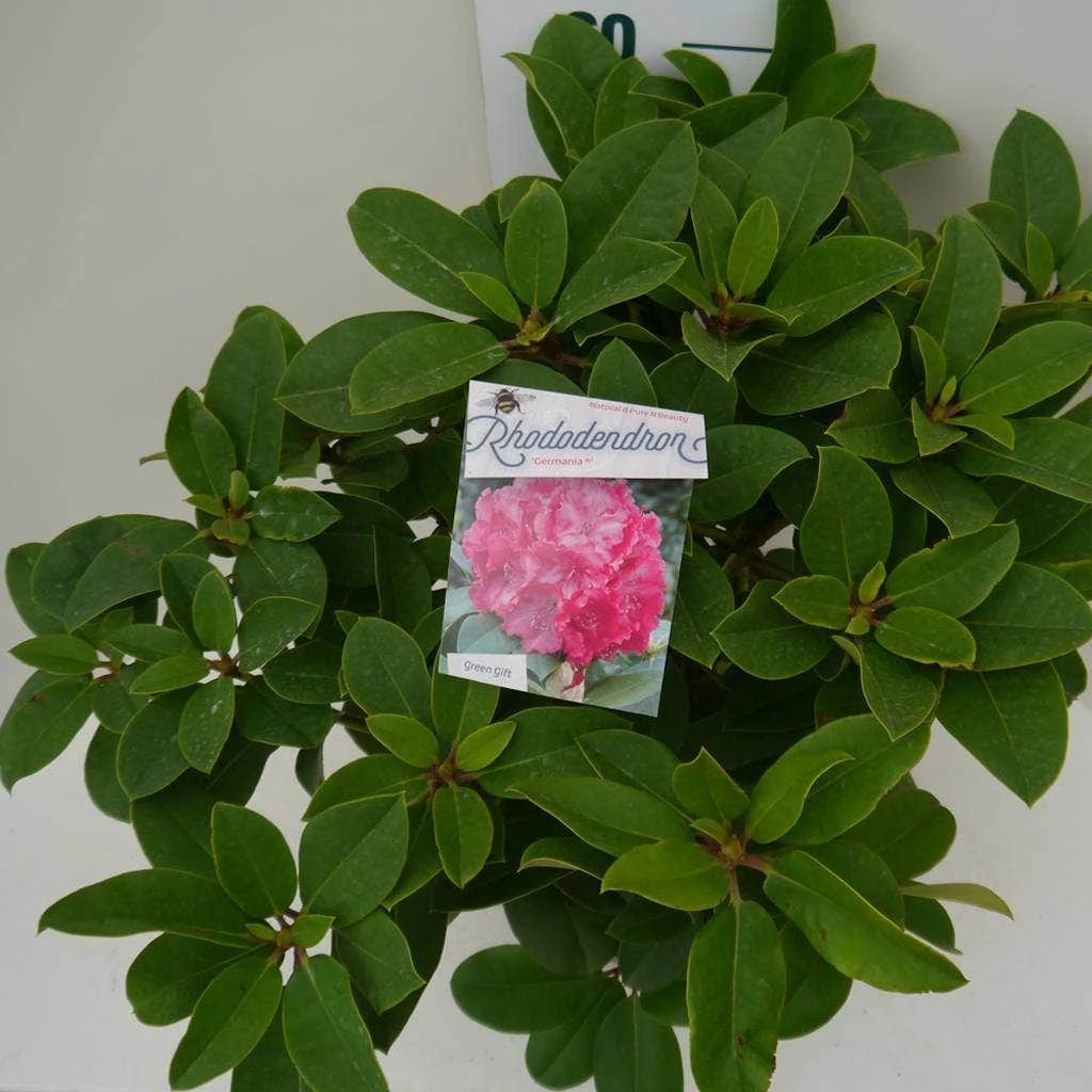 Rhododendron (Rhododendron 'Germania') 13 Rhododendron (Rhododendron 'Germania') - Afbeelding 11