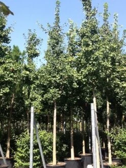 Japanse Notenboom (Ginkgo Biloba) -PlantenPracht Winkel gingko bilobo 25 30