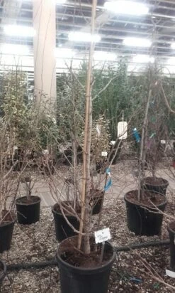 Japanse Notenboom (Ginkgo Biloba) -PlantenPracht Winkel ginkgo biloba