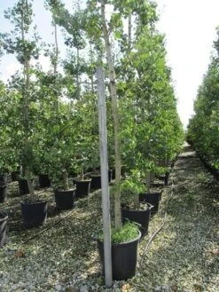 Japanse Notenboom (Ginkgo Biloba) -PlantenPracht Winkel ginkgo biloba